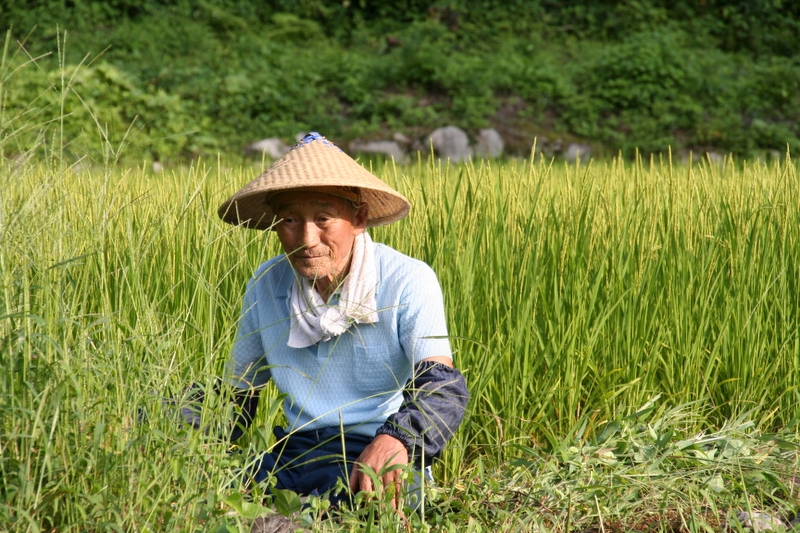 Old man working in a rice field