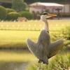Korakuen - Bird bathing in the sun