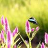 Delicate butterfly...