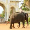 India without Elephants ?