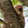 Snow Monkey