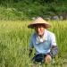 Old man working in a rice field