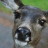 Miss Curious